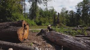 Mulching Services in Fayetteville, GA