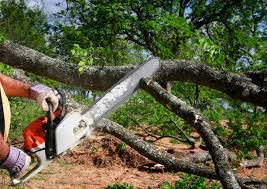 How Our Tree Care Process Works  in  Fayetteville, GA
