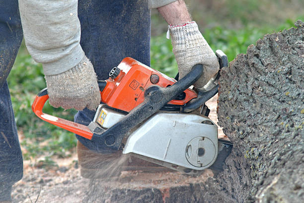 Best Lawn Disease Treatment  in Fayetteville, GA