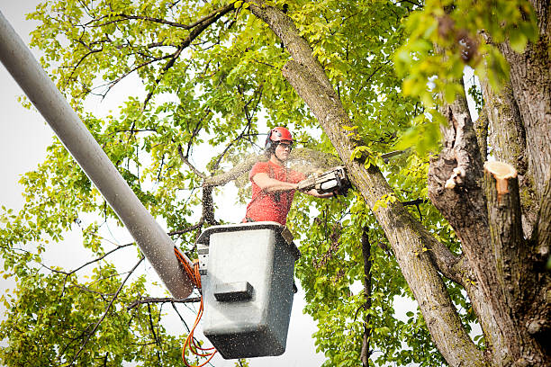 Trusted Fayetteville, GA Tree Care Experts